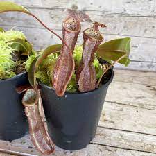 9 Medicinal Health Benefits of  Bosch's Pitcher-plan (Nepenthes Boschiana)