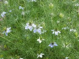 14 Medicinal Health Benefits of Fennel Flower (Nigella Sativa)