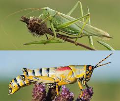 All You Need To Know About Grass Hoppers