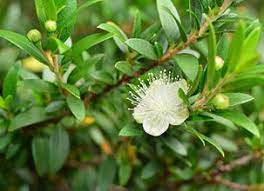 16 Medicinal Health Benefits of Myrtle (Myrtus communis)