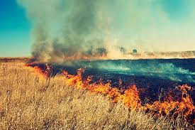 Everything You Need To Know About Burning Grass