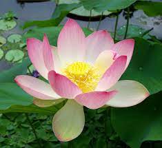 9 Medicinal Health Benefits of Sacred Lotus (Nelumbo Nucifera)