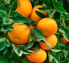 10 Medicinal Health Benefits of Chenpi (Citrus reticulata)