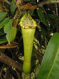 9 Medicinal Health Benefits of Bosch's Pitcher-plan (Nepenthes Boschiana)