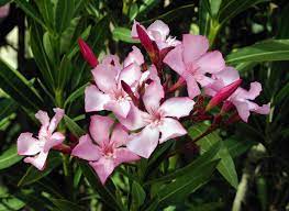 12 Medicinal Health Benefits of Nerium (Nerium Oleander)