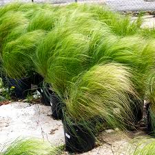 A Guide to Growing and Caring for Feather Grass (Stipa)