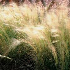 A Guide to Growing and Caring for Feather Grass (Stipa)