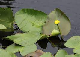 11 Medicinal Health Benefits of Yellow Water-lily (Nuphar advena)