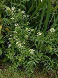 13 Medicinal Health Benefits of Watercress (Nasturtium Microphyllum)