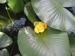 11 Medicinal Health Benefits of Yellow Water-lily (Nuphar advena)