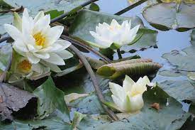 9 Medicinal Health Benefits of White Water-lily (Nymphaea Alba)