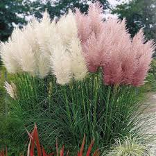 A Guide to Growing and Caring for Cortaderia Grass (Cortaderia Selloana)