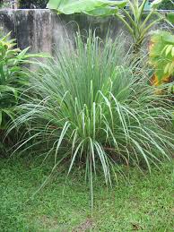 A Guide to Growing and Caring for Lemongrass (Cymbopogon Citratus)