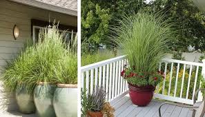 A Guide to Growing and Caring for Lemongrass (Cymbopogon Citratus)