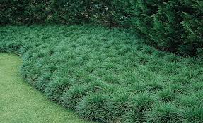 A Guide to Growing and Caring for Mondo Grass (Ophiopogon Japonicus)