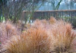 A Guide to Growing and Caring for Switchgrass (Panicum Virgatum)
