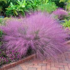 A Guide to Growing and Caring for Muhly Grass (Muhlenbergia Capillaris)