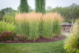 A Guide to Growing and Caring for Karl Foerster Grass (Calamagrostis X Acutiflora) A Guide to Growing and Caring for Karl Foerster Grass (Calamagrostis X Acutiflora)