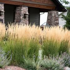 A Guide to Growing and Caring for Karl Foerster Grass (Calamagrostis X ...