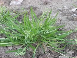 A Guide to Growing and Caring for Poa Annua Grass