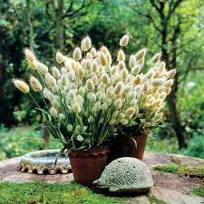 A Guide to Growing and Caring for Bunny Tails Grass (Lagurus Ovatus)