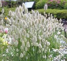 A Guide to Growing and Caring for Bunny Tails Grass (Lagurus Ovatus)