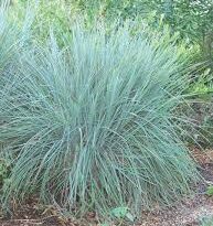 A Guide to Growing and Caring for Little Bluestem Grass (Schizachyrium Scoparium)