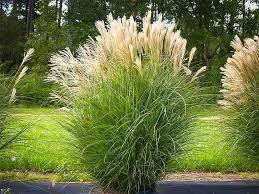 A Guide to Growing and Caring for Maiden Grass (Miscanthus sinensis) A Guide to Growing and Caring for Maiden Grass (Miscanthus sinensis)
