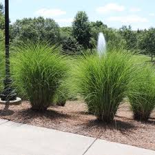 A Guide to Growing and Caring for Maiden Grass (Miscanthus sinensis) A Guide to Growing and Caring for Maiden Grass (Miscanthus sinensis)