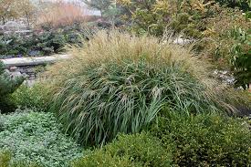 A Guide to Growing and Caring for Maiden Grass (Miscanthus sinensis) A Guide to Growing and Caring for Maiden Grass (Miscanthus sinensis)