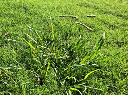 All You Need To Know About Dallisgrass (Paspalum Dilatatum)