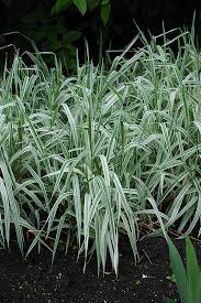 A Guide to Growing and Caring for Variegated Grass (Miscanthus Sinensis Variegatus)