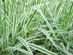 A Guide to Growing and Caring for Variegated Grass (Miscanthus Sinensis Variegatus)