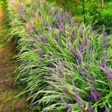 A Guide to Growing and Caring for Variegated Grass (Miscanthus Sinensis Variegatus)