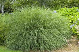 Everything You Need To Know About Miscanthus Adagio Grass