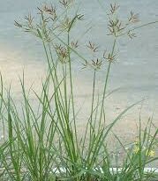 Everything You Need To Know About Nut Grass ( Cyperus Rotundus)
