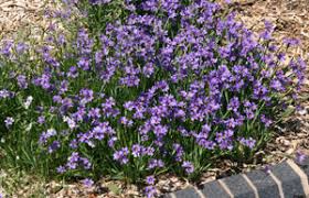 A Guide to Growing and Caring for Blue Eyed Grass (Sisyrinchium Angustifolium)