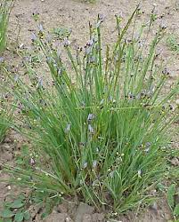 A Guide to Growing and Caring for Blue Eyed Grass (Sisyrinchium Angustifolium)