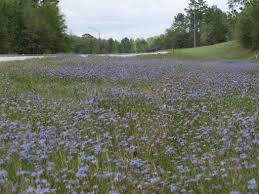A Guide to Growing and Caring for Blue Eyed Grass (Sisyrinchium Angustifolium)