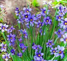 A Guide to Growing and Caring for Blue Eyed Grass (Sisyrinchium Angustifolium)