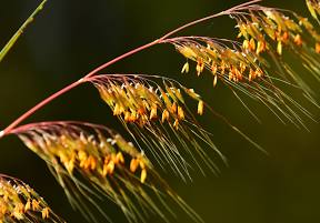 A Guide to Growing and Caring for Indian Grass (Sorghastrum Nutans )