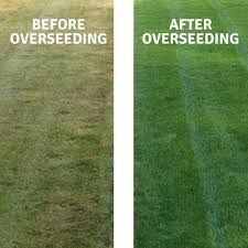 All You Need To Know About Seeding a Lawn 