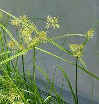 A Guide to Growing and Caring for Sedge Grass (Cyperus Spp)