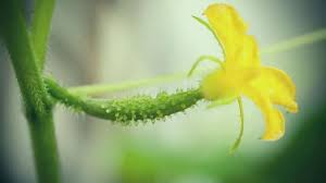 Cucumber Female flowers
