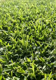 A Guide to Growing and Caring for Kikuyu Grass 