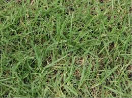 A Guide to Growing and Caring for Kikuyu Grass