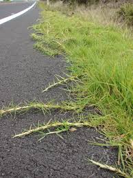 A Guide to Growing and Caring for Kikuyu Grass 