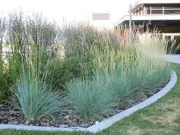 A Guide to Growing and Caring for Blue Oat Grass (Helictotrichon Sempervirens)