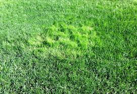 A Guide to Growing and Caring for Bent Grass