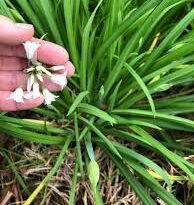 A Guide to Growing and Caring for Onion Grass (Wild Garlic)